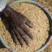 Mozambique’s Rice Import Bill Reaches Historic High Following Agricultural Decline