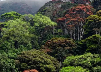 Ethiopia Secures $70 Million in Carbon Trading Through Reforestation Gains