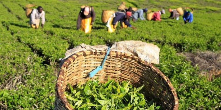 Kenya’s Tea Export Revenues Fall 20% in First Quarter Amid Prolonged Dry Conditions