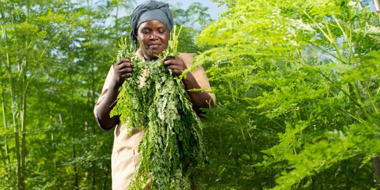 Botswana’s Moringa Sector Secures Landmark Entry into German Export Market
