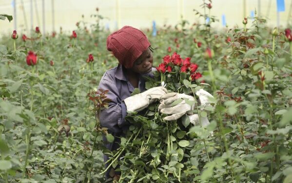 Kenya’s Flower Exports Face Setbacks Following US Tariff Measures