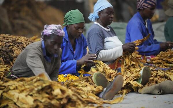 Zimbabwe Surpasses 300 Million Kilograms of Tobacco in Historic First