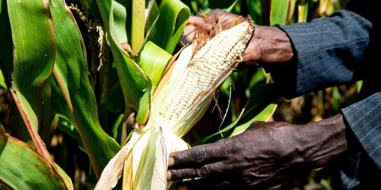 Zimbabwe Forecasts Sharp Recovery in Maize Output as Food Security Outlook Improves