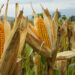 Zimbabwe to Remain Net Importer of Maize as Regional Trade Dynamics Shift