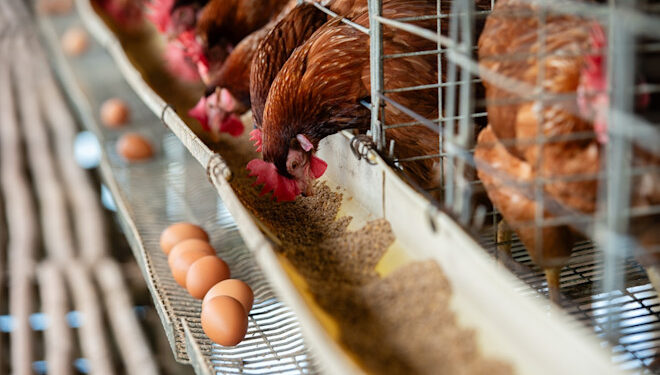 South Africa Launches Inaugural Poultry Vaccination Campaign to Curb Bird Flu Risks