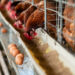 South Africa Launches Inaugural Poultry Vaccination Campaign to Curb Bird Flu Risks