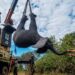 Zimbabwe Embarks on Wildlife Relocation to Revitalise Biodiversity