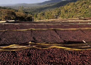 Ethiopia Redirects Coffee Export Strategy in Response to U.S. Tariff Measures