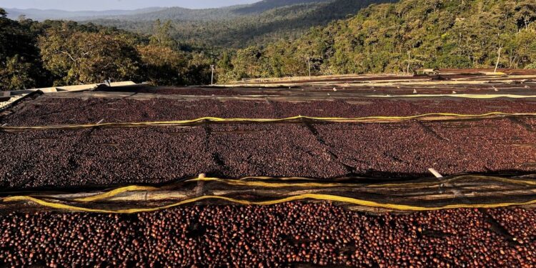 Ethiopia Redirects Coffee Export Strategy in Response to U.S. Tariff Measures