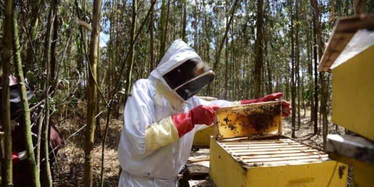 Mozambique Beekeeping Initiative Aims to Curb Wildlife Conflict