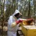Mozambique Beekeeping Initiative Aims to Curb Wildlife Conflict