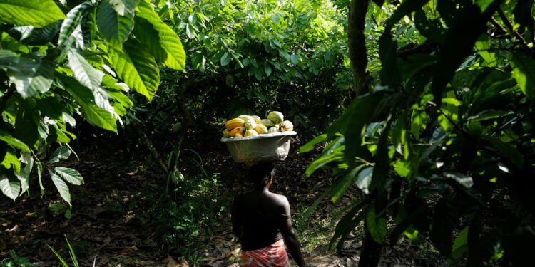 Ghana cocoa farmers threaten to bar regulators over low producer price