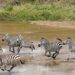 Study warns luxury tourism in Africa brings inequality, not community gains