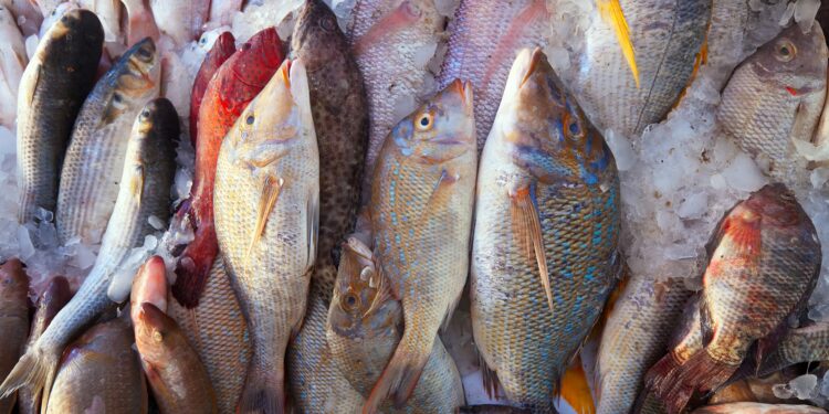 Namibia Proposes Shift from Raw Fish Exports to Processed Seafood