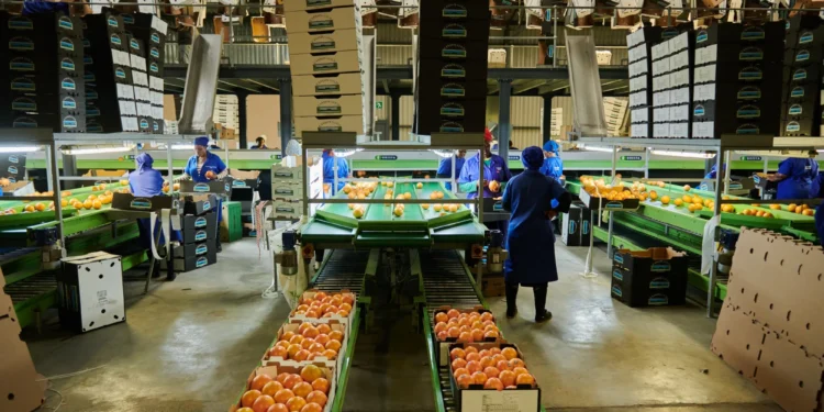 South Africa’s Agricultural Exports Rise by 26% Despite Heightened U.S. Trade Barriers