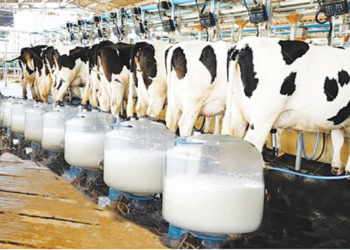 Cutting Dairy Farming Red Tape Could Be Zimbabwe’s Blueprint for Reform