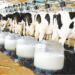 Cutting Dairy Farming Red Tape Could Be Zimbabwe’s Blueprint for Reform
