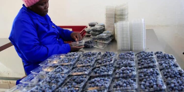 Zimbabwe Secures Landmark Blueberry Export Deal with China