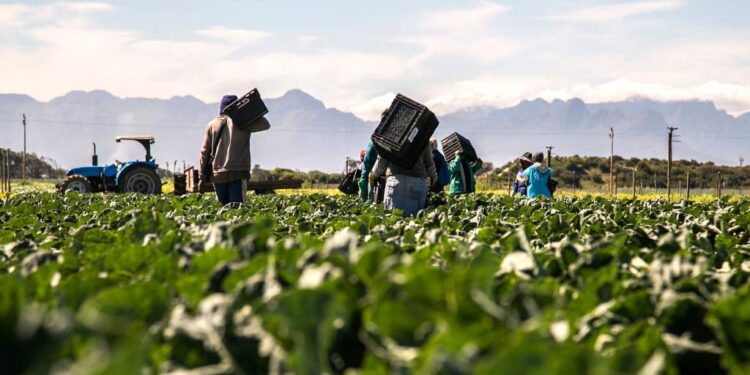Experts Urge State-Managed Buffer Stocks to Strengthen Food Security in South Africa