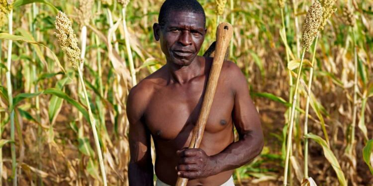 Farmers in Zimbabwe Revive Indigenous Seeds to Strengthen Food Security