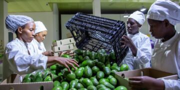 Rwanda and China Sign Fresh Avocado Export Agreement to Expand Agricultural Trade