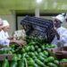 Rwanda and China Sign Fresh Avocado Export Agreement to Expand Agricultural Trade