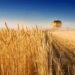 EU Wheat Strengthens as Global Market Dynamics Shift, While African Exporters Monitor Competitive Pressures