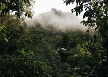 How Africa’s Grand Carbon Credit Deals with Blue Carbon Unravelled Behind Closed Doors