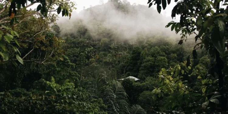 How Africa’s Grand Carbon Credit Deals with Blue Carbon Unravelled Behind Closed Doors