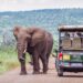 Southern Africa’s Safari Tourism Industry Forecasted to Approach $30 Billion by 2033