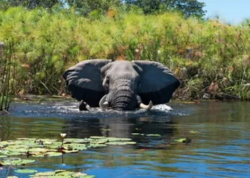 The Last Great Bulls: Botswana’s Complex Balancing Act Over Its Elephants