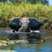 The Last Great Bulls: Botswana’s Complex Balancing Act Over Its Elephants