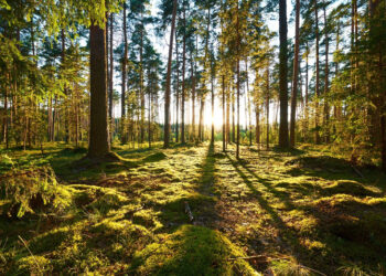 Investing in Nature Could Unlock Trillions for the Global Economy, Says UN Report