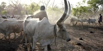 Sudanese Herders Struggle to Safeguard Livestock as Prolonged Conflict Deepens