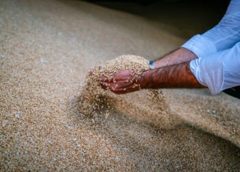 EU Wheat Prices Slide to Contract Lows as Argentine Competition and Strong Euro Weigh on Market