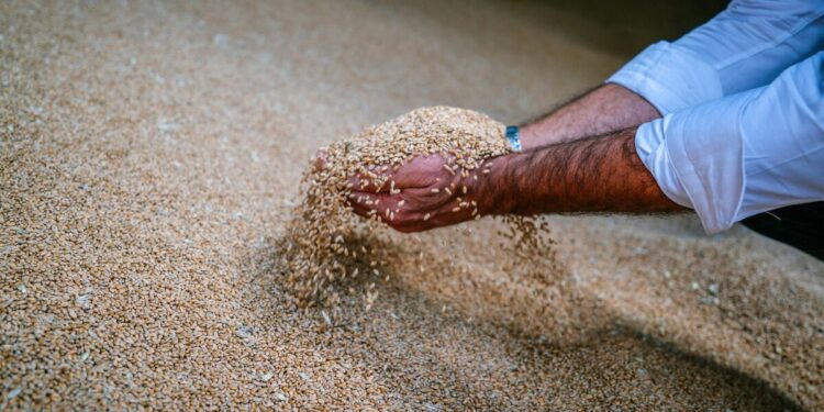 EU Wheat Prices Slide to Contract Lows as Argentine Competition and Strong Euro Weigh on Market