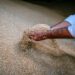 EU Wheat Prices Slide to Contract Lows as Argentine Competition and Strong Euro Weigh on Market