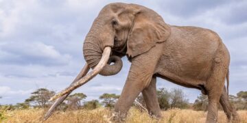 Kenya Mourns the Passing of Craig, Amboseli’s Iconic Elephant
