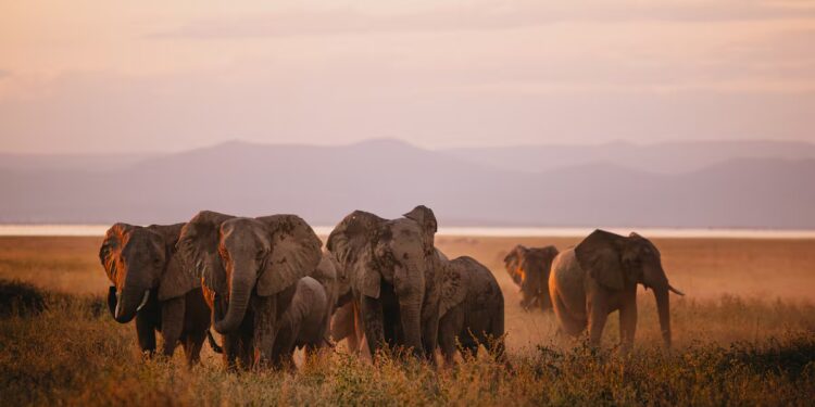 Human-Wildlife Encounters Claim 62 Lives in Zimbabwe in 2025