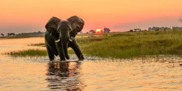 Botswana to Raise Tourism Fees in April as Concerns Grow Over Sector Impact