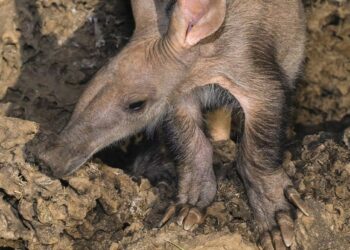 One in Five Mammal Species Face Extinction in Southern Africa, Regional Report Warns