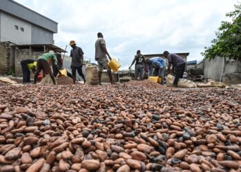Cocoa Prices Drop to Two-Year Lows Amid Demand Decline and Rising West African