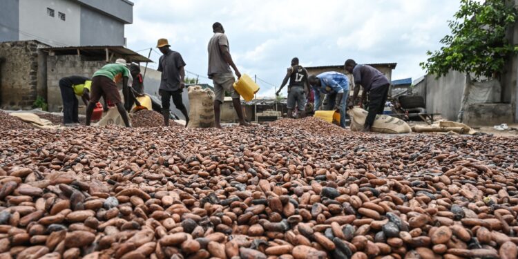 Cocoa Prices Drop to Two-Year Lows Amid Demand Decline and Rising West African