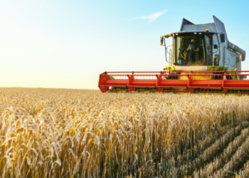 EU Wheat Futures Stabilise as Global Market Tensions Subside