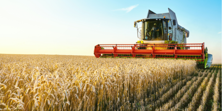 EU Wheat Futures Stabilise as Global Market Tensions Subside