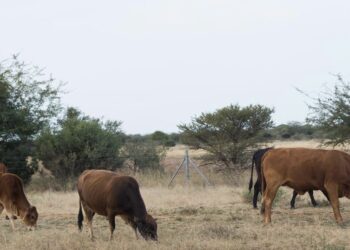Botswana Approves Emergency Fund to Prevent FMD Spread