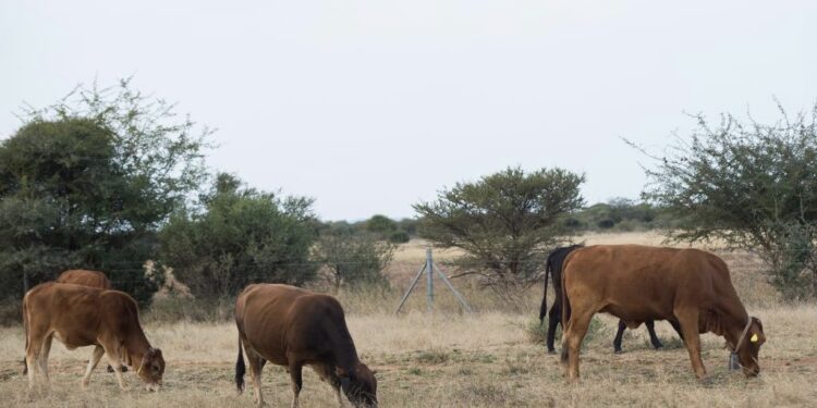 Botswana Approves Emergency Fund to Prevent FMD Spread