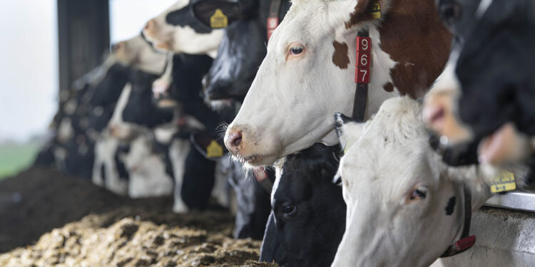 FMD outbreaks affect South African livestock exports and economy