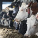 FMD outbreaks affect South African livestock exports and economy