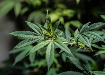 Ghana Moves to Regulate Medicinal and Industrial Cannabis Use